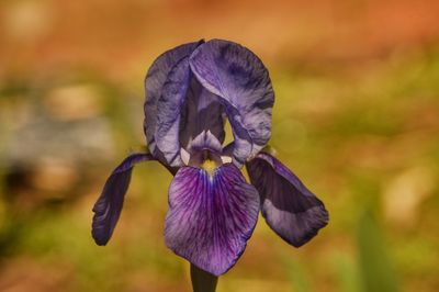 Close-up of purple iris flower