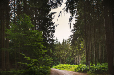 Trees in forest