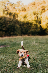 Dog running on field