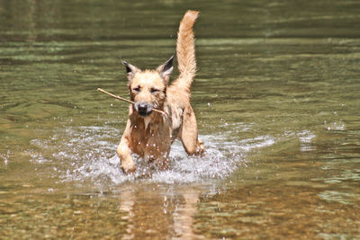 Dog running in water