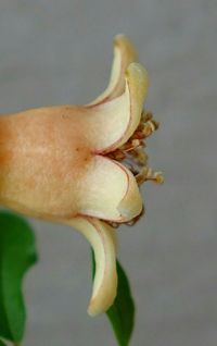 Close-up of flowers against blurred background