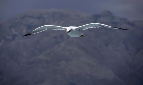 Low angle view of seagull flying