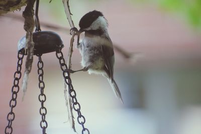 Close-up of bird on swing