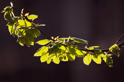 Close-up of yellow leaves on plant