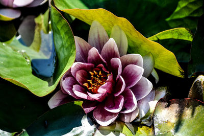 Close-up of pink lotus leaves