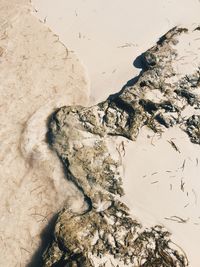 High angle view of lizard on sand at beach