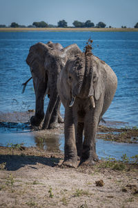 Elephants at riverbank