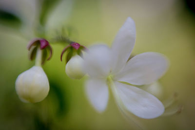 Close-up of white flowering plant