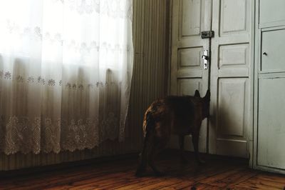 Cat looking through window at home