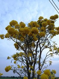 Low angle view of tree against sky