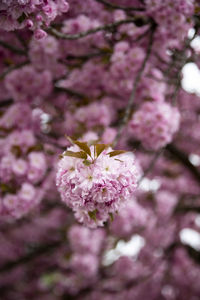 Close-up of pink cherry blossoms in spring