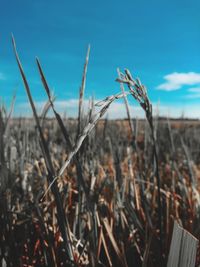 Close-up of crops on field against sky