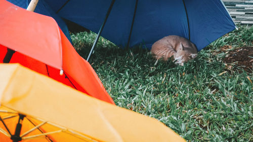 Cat sleeping in a field