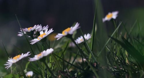 Close-up of flowering plants on field