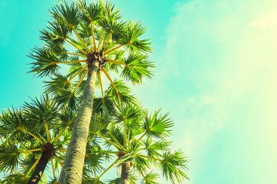 Low angle view of palm tree against sky