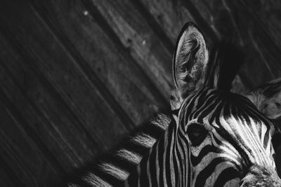 Low angle view of zebra standing indoors