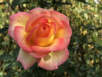 Close-up of pink rose