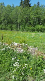 Scenic view of grass growing on field