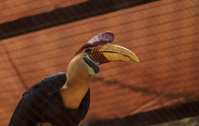 Low angle view of hornbill