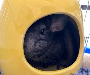 Close-up of yellow horse