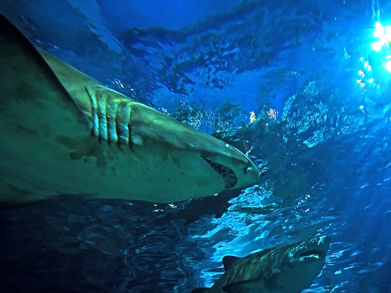 FISH SWIMMING UNDERWATER