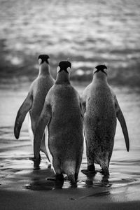 Three king penguins crossing beach to ocean