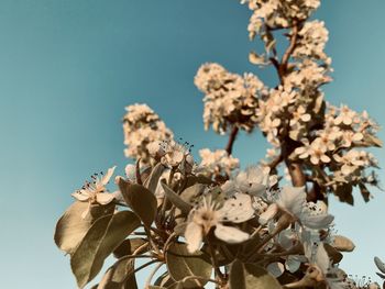 Low angle view of flowering plant against clear sky