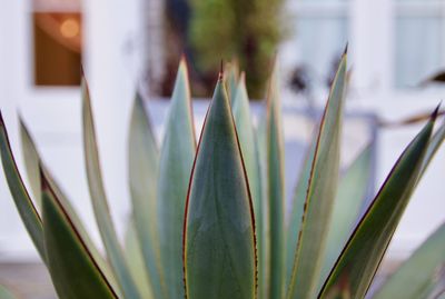 Close-up of succulent plant