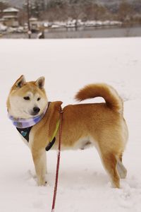 Dog on snow covered land