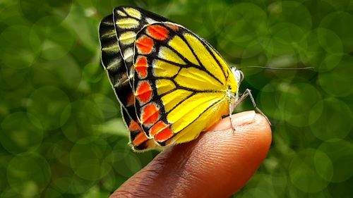 Close-up of butterfly on hand