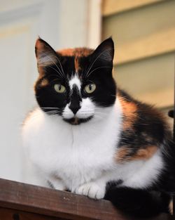 Portrait of cat sitting on floor