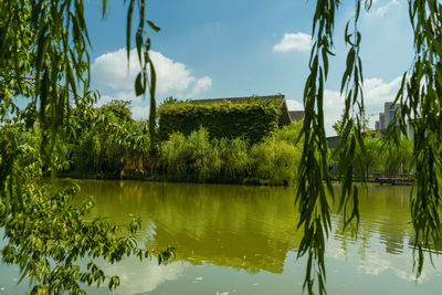 Scenic view of lake by trees against sky