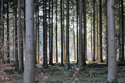 Trees in forest