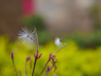 Close-up of flower blooming outdoors