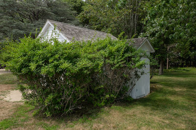 Plants growing on field by house in forest