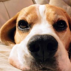 Close-up portrait of dog