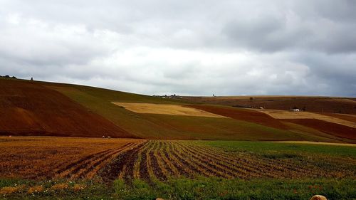 Scenic view of agricultural field against sky