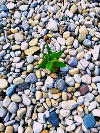 Full frame shot of pebbles