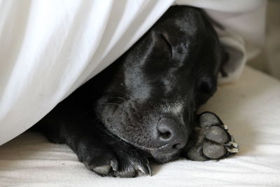 Close-up of black labrador sleeping 