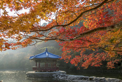 Autumn trees by lake in park