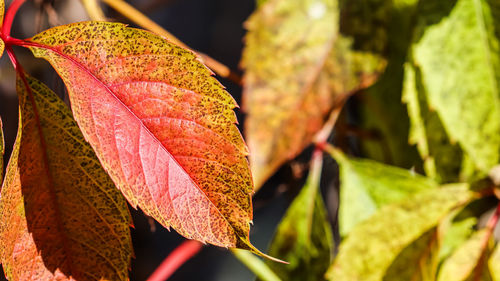 leaf