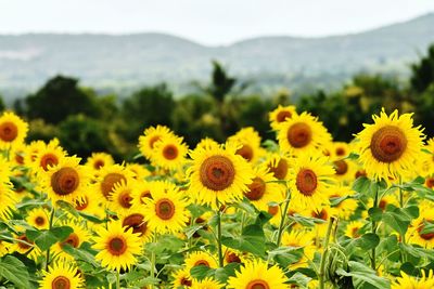 Close-up of sunflower on field