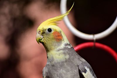 Close-up of bird