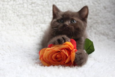 Close-up of kitten on flower