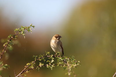 Close-up of bird perching on plant with blurred background