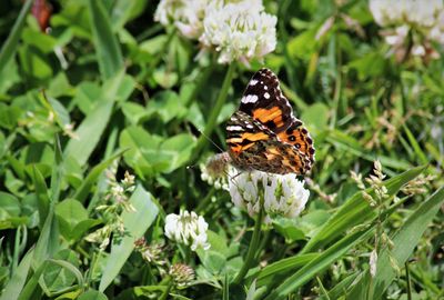 Close-up of butterfly pollinating on flower