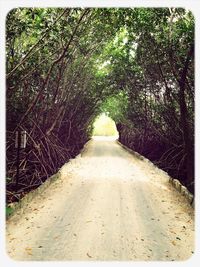 Footpath amidst trees