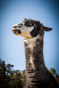 Close-up of an alpaca