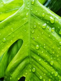 Full frame shot of raindrops on leaves