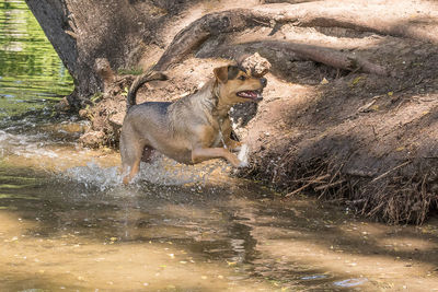 Water splashing in a river